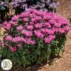 MONARDA 'BUBBLEGUM BLAST'®' -LivsSpire Salgsbutik Monarda20Bubblegum20Blast