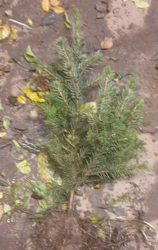 Omoricagran 20-40cm 3 Omoricagran 20-40cm