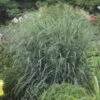PANICUM 'BLUE FOUNTAIN' (R)' -LivsSpire Salgsbutik PANICUM20BLUE20FOUNTAIN