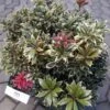 Pieris 'Carnaval' -LivsSpire Salgsbutik Peries gugplanteskole20