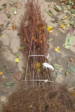 Tørst - Rhamnus Frangula