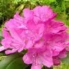 Rhododendron ROSEUM ELEGANS -LivsSpire Salgsbutik Roseum