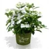 Hortensia Runaway Bride ® -LivsSpire Salgsbutik Runaway Bride hortensia