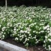 Birkebladet Spiraea 20-40 Cm -LivsSpire Salgsbutik SPIRAEA20BETULIFOLIA