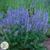 Salvia `AZURE SNOW` -LivsSpire Salgsbutik Salvia Azure Snow