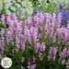 SALVIA 'BALLERINA PINK'®' 2 SALVIA 'BALLERINA PINK'®' -LivsSpire Salgsbutik Salvia20Ballerina20Pink