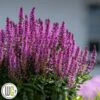 SALVIA 'BUMBLEBERRY'®' -LivsSpire Salgsbutik Salvia20Bumbleberry
