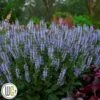 SALVIA `Crystal Blue` -LivsSpire Salgsbutik Salvia20Crystal20Blue