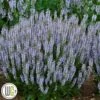 SALVIA 'PERFECT PROFUSION'®' -LivsSpire Salgsbutik Salvia20Perfect20Profusion