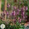 SALVIA 'PINK DAWN'®' -LivsSpire Salgsbutik Salvia20Pink20Dawn