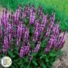 SALVIA 'PINK PROFUSION'®' -LivsSpire Salgsbutik Salvia20Pink20Profusion