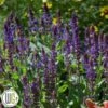 SALVIA 'VIOLET RIOT'®' -LivsSpire Salgsbutik Salvia20Violet
