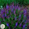 SALVIA 'VIOLET PROFUSION'®' -LivsSpire Salgsbutik Salvia20Violet20profusion