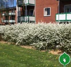 Snedrivebusk `Grefsheim`