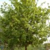Stilk Eg - Quercus Robur SHOK 25-30 Ompl -LivsSpire Salgsbutik Stilk20eg