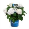 Hortensia `The Bride` -LivsSpire Salgsbutik The20Bride20endless20summer