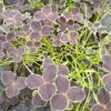 Trifolium 'DARK DEBBIE' -LivsSpire Salgsbutik Trifolium20dd