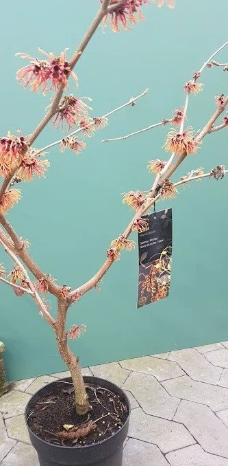 Troldnød "Jelena" 3 Troldnød "Jelena"