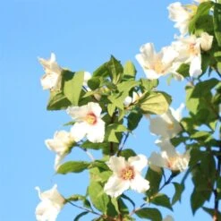 Uægte Jasmin "Belle Etoile" C5