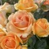 Ulf Pilgaard Rose TM Plant'n' Relax® -LivsSpire Salgsbutik Ulf20pilgaard