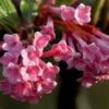 Kejserbusk 'Dawn' 2 Kejserbusk 'Dawn' -LivsSpire Salgsbutik VIBURNUM BODNANTENSE DAWN flora fokusSlide