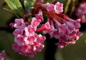 Kejserbusk 'Dawn' 3 Kejserbusk 'Dawn'