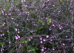 Verbena Bampton