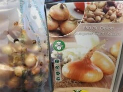 Sætteløg Gule Løg