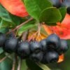 Aronia "Aron" -LivsSpire Salgsbutik aronia20Aron