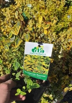 Krybende Benved - 'Gold' 1,5L