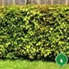 Bøgehæk 50 - 80 Cm 2 Bøgehæk 50 - 80 Cm -LivsSpire Salgsbutik boeg