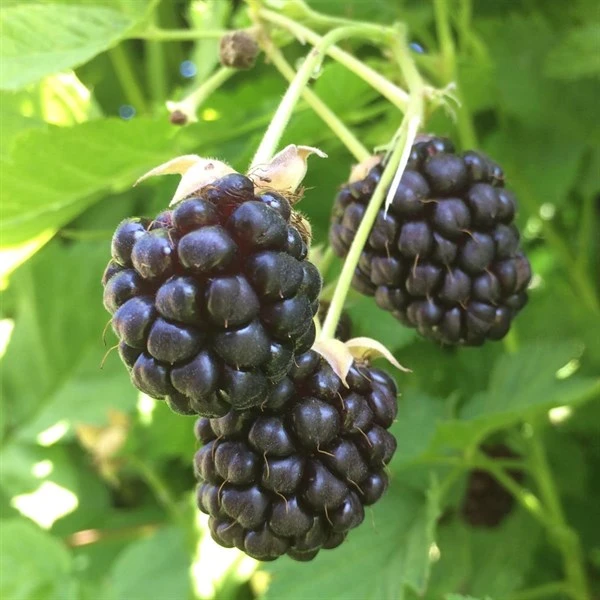 Tornløs Boysenberry 3 Tornløs Boysenberry