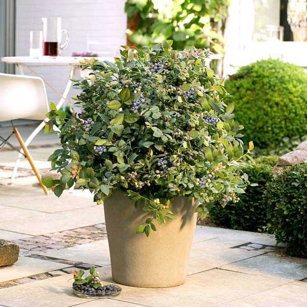 Blåbær Brazel Berry 'Pink Breeze' 3 Blåbær Brazel Berry 'Pink Breeze'