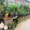 Citrusplanter I Planteskolen -LivsSpire Salgsbutik citrus20traeer20Havens20Dag