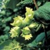 Hassel -LivsSpire Salgsbutik corylus avellana florainfo