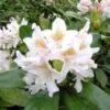 Rhododendron CUNNINGHAMS WHITE 2 Rhododendron CUNNINGHAMS WHITE -LivsSpire Salgsbutik cunningshams20w