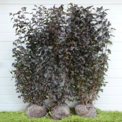 Færdighæk Blærespiraea `Diabolo`