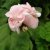 Dronning Ingrid Pelargonie -LivsSpire Salgsbutik dr20ingridweb