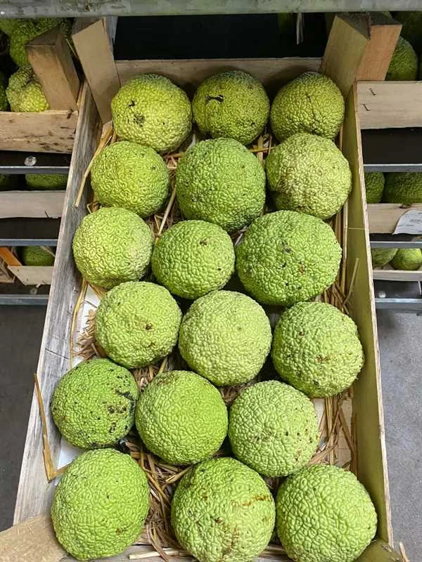 Edderkoppe Skræmmere - Orange-morbær 3 Edderkoppe Skræmmere - Orange-morbær