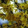 Vårguld - Forsythia 'Goldraush' -LivsSpire Salgsbutik forshytia 1