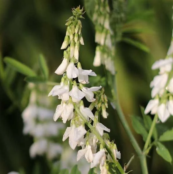 Lægestregbælg `Alba` 3 Lægestregbælg `Alba`