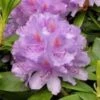 Rhododendron "GRANDIFLORUM" -LivsSpire Salgsbutik grandiflorum