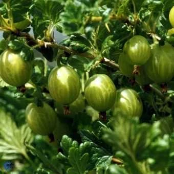 Stikkelsbær 'Invicta' 3 Stikkelsbær 'Invicta'