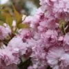 Japansk Hængekirsebær 'Kiku-shidare-Sakura' -LivsSpire Salgsbutik haenge20japansk20kirsebaer