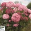 Træagtig Hortensia - `Pink Annabelle` -LivsSpire Salgsbutik havehortensia20Annabella20