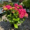 Havehortensia `Bella` -LivsSpire Salgsbutik havehortensia20Bella