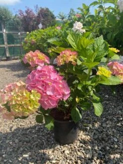 Havehortensia `Dorthea`