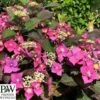 Havehortensia `Blackberry Pie` PW 1 Havehortensia `Blackberry Pie` PW -LivsSpire Salgsbutik havehortensia20blackberry20pie