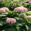 Hortensia `Endless Summer` -LivsSpire Salgsbutik havehortensia20endless20summer