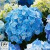 Havehortensia `Minty Ice` -LivsSpire Salgsbutik havehortensia20minty20ice